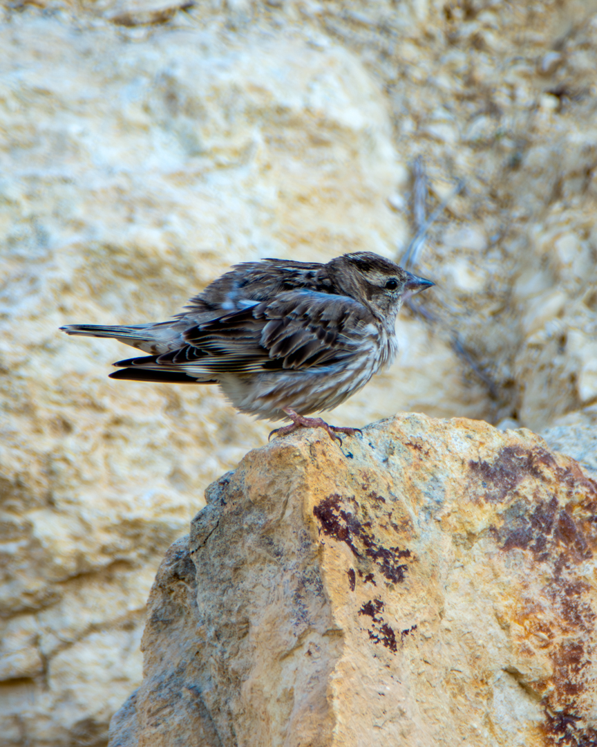 Rock Sparrow
