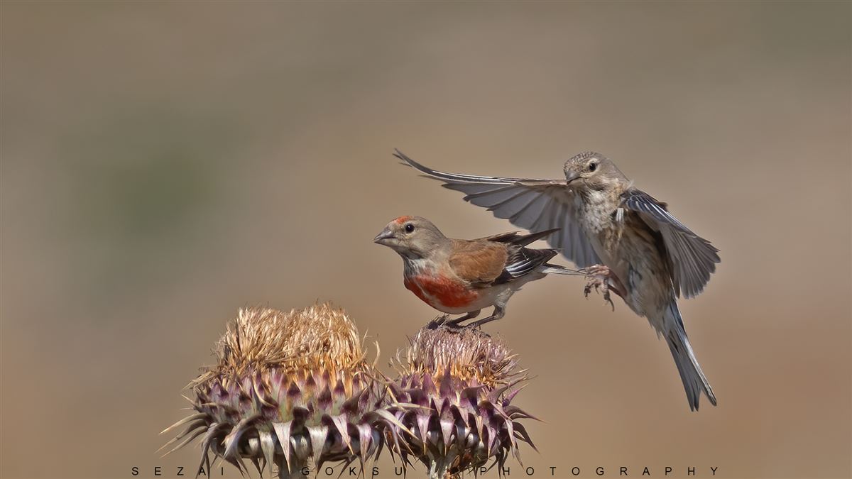 Common Linnet