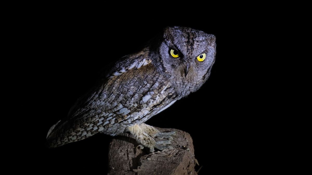 Eurasian Scops Owl