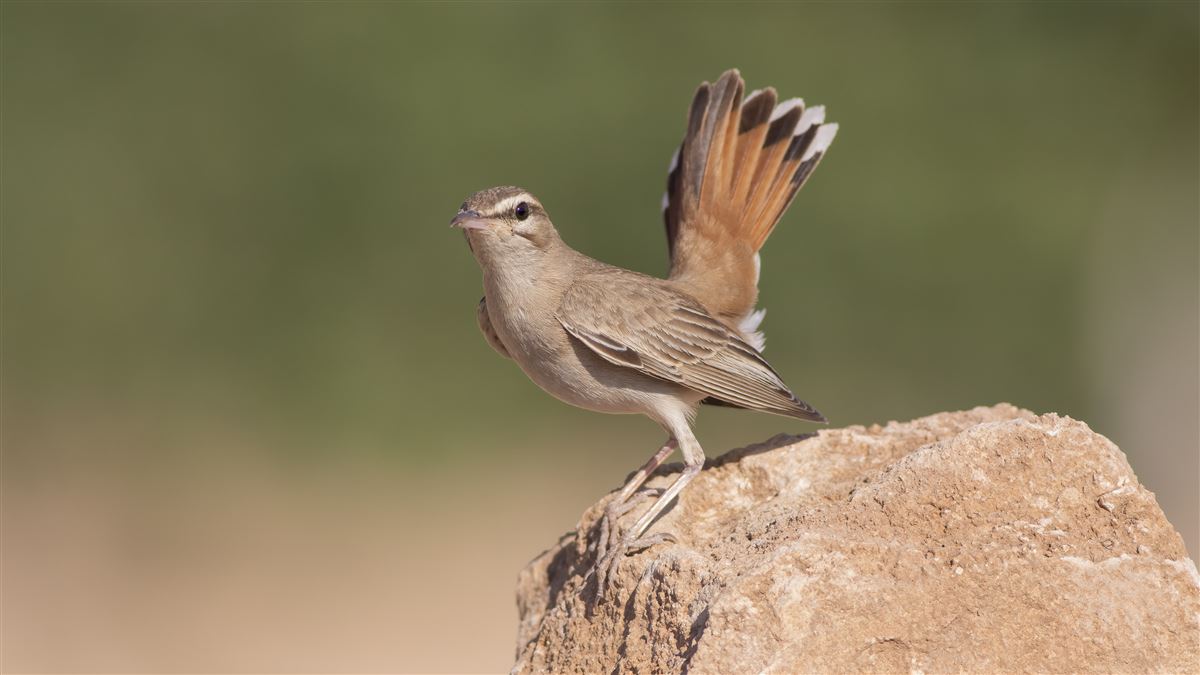 Rufous-tailed Scrub Robin