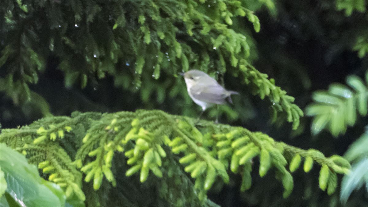 Green Warbler