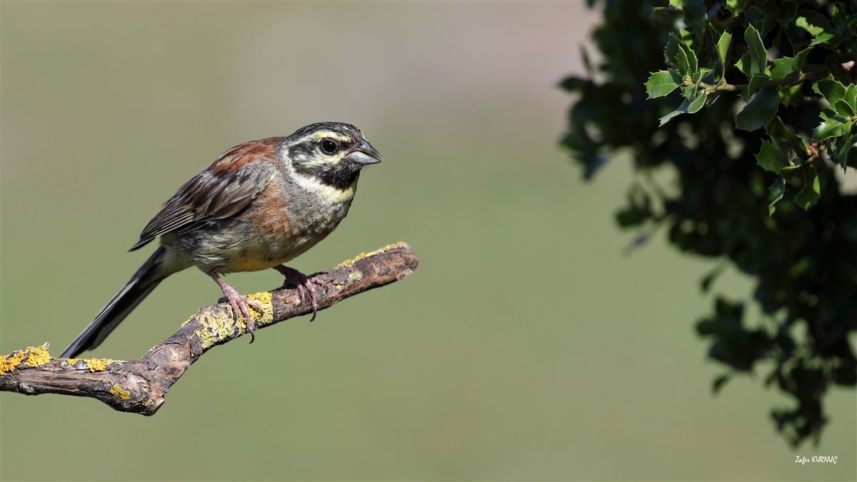Cirl Bunting