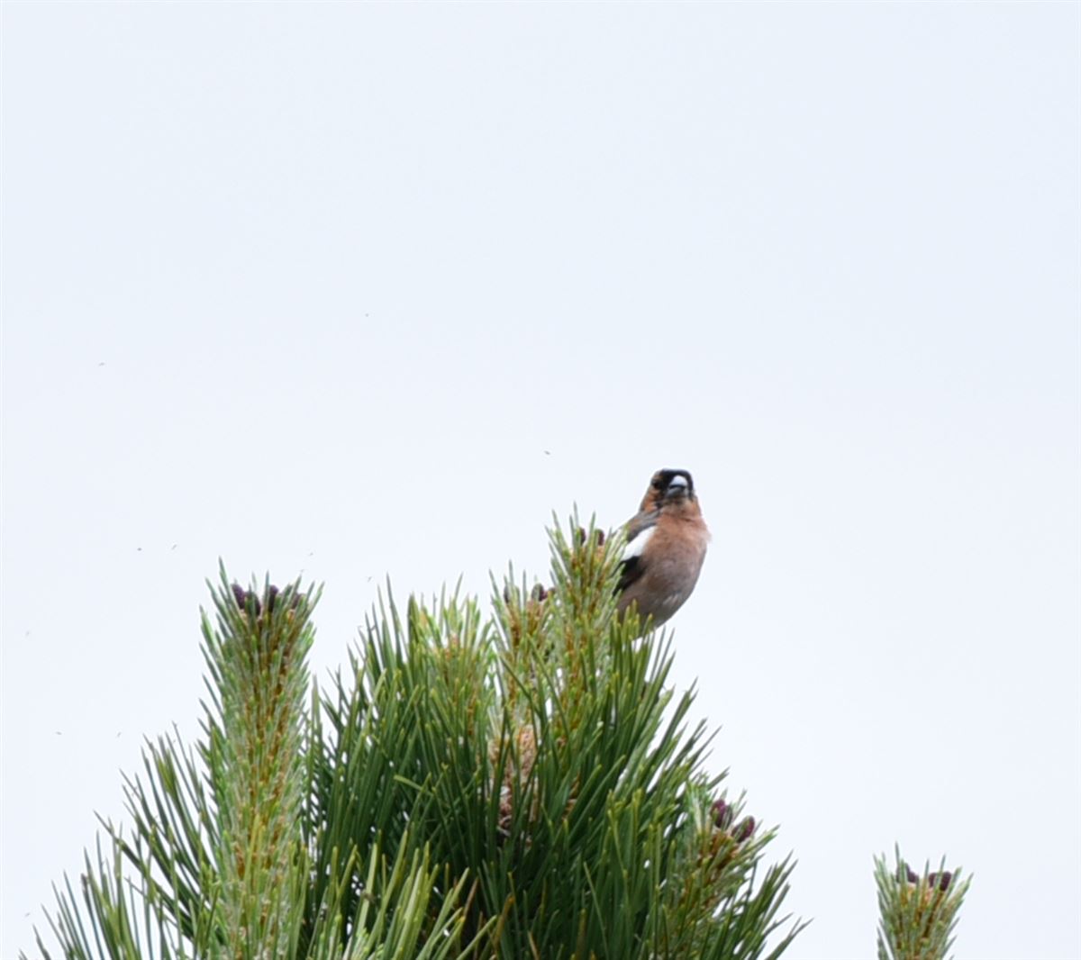 Eurasian Chaffinch