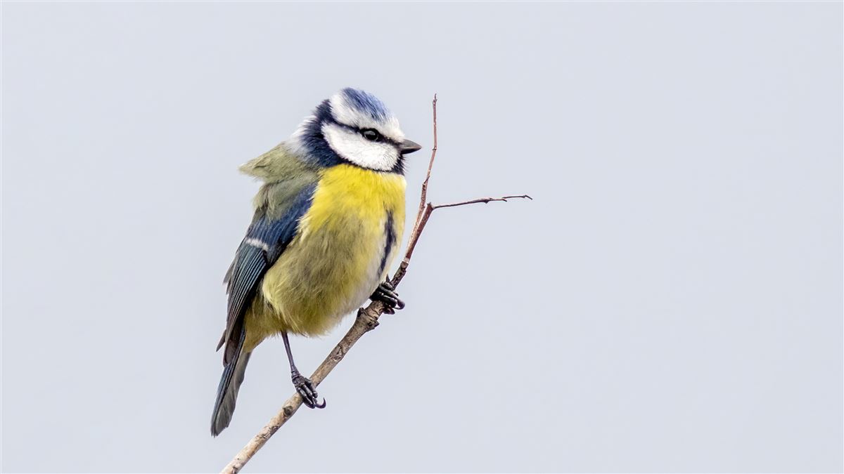 Eurasian Blue Tit