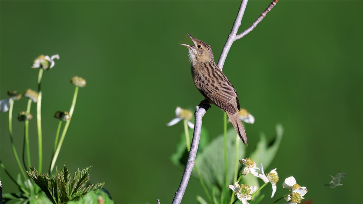 Common Grasshopper Warbler