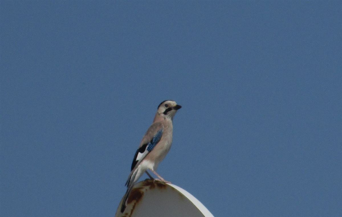 Eurasian Jay