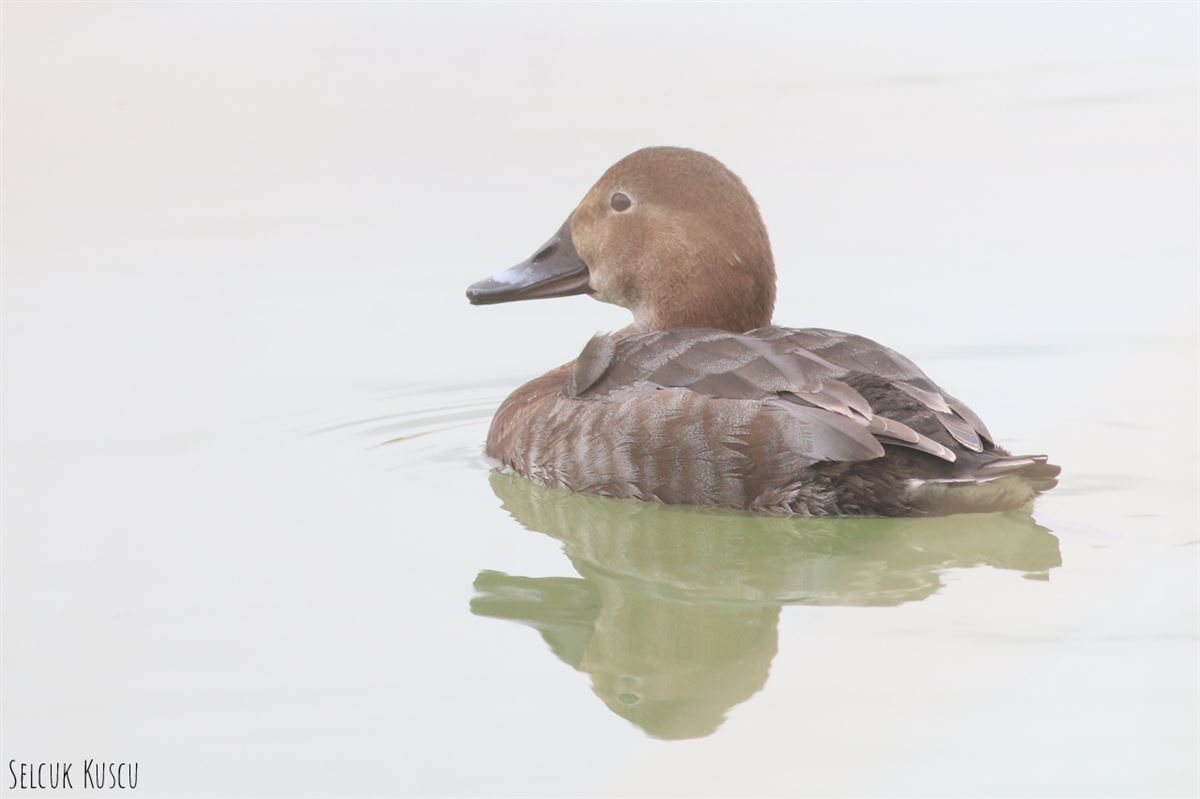 Common Pochard