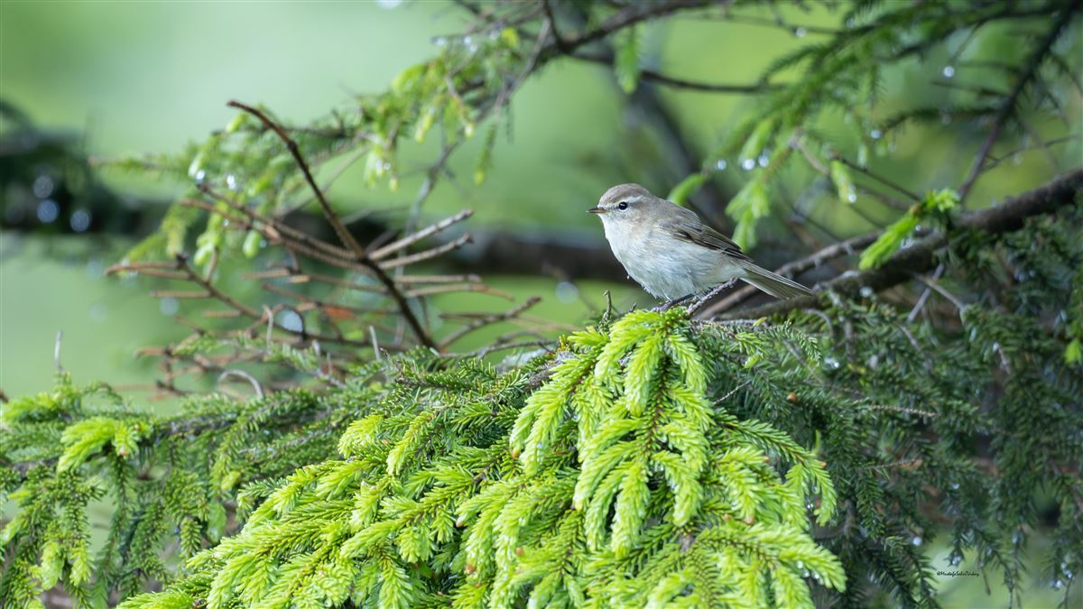 Mountain Chiffchaff