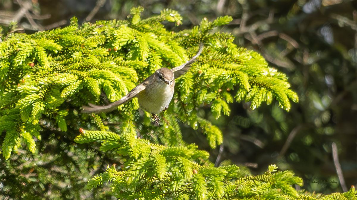 Mountain Chiffchaff