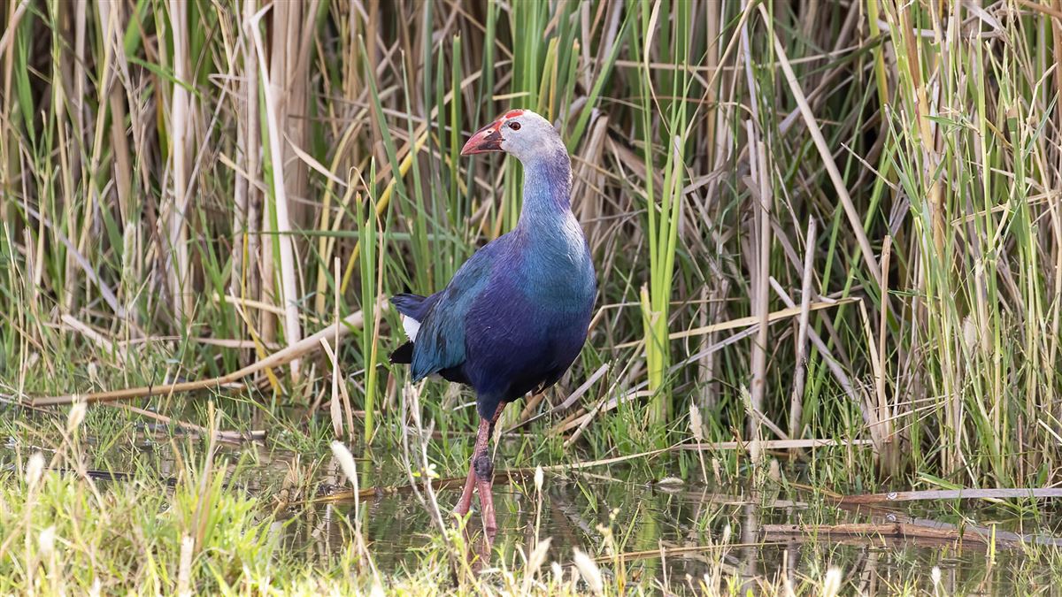 Grey-headed Swamphen