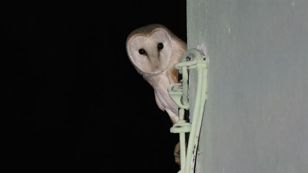 Western Barn Owl