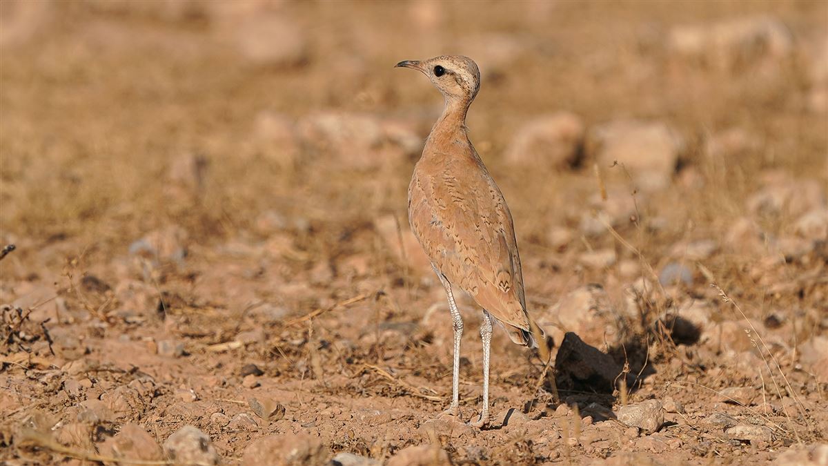 Cream-colored Courser
