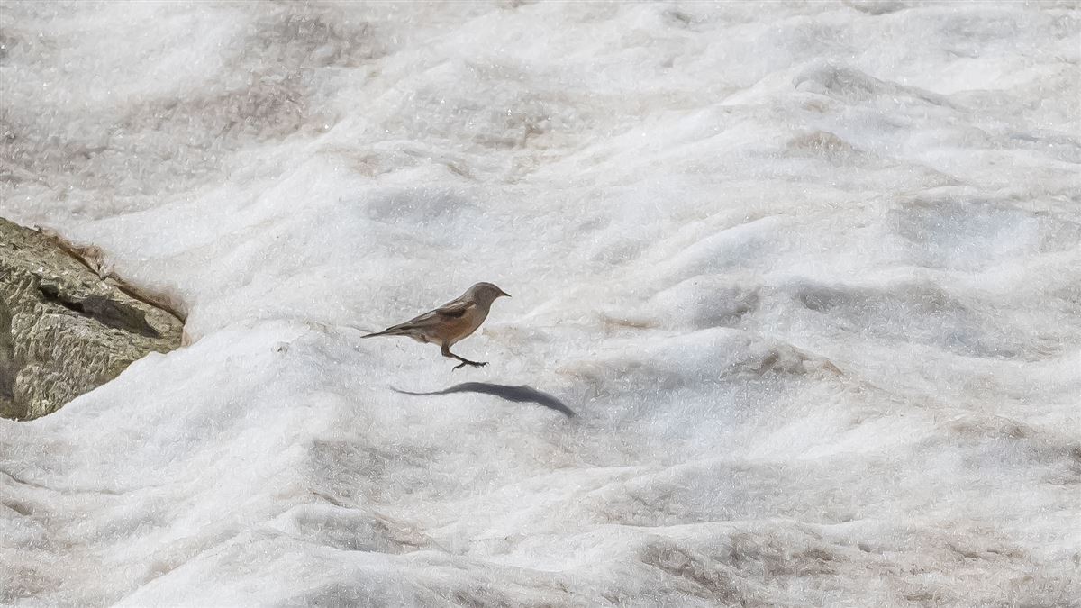 Alpine Accentor