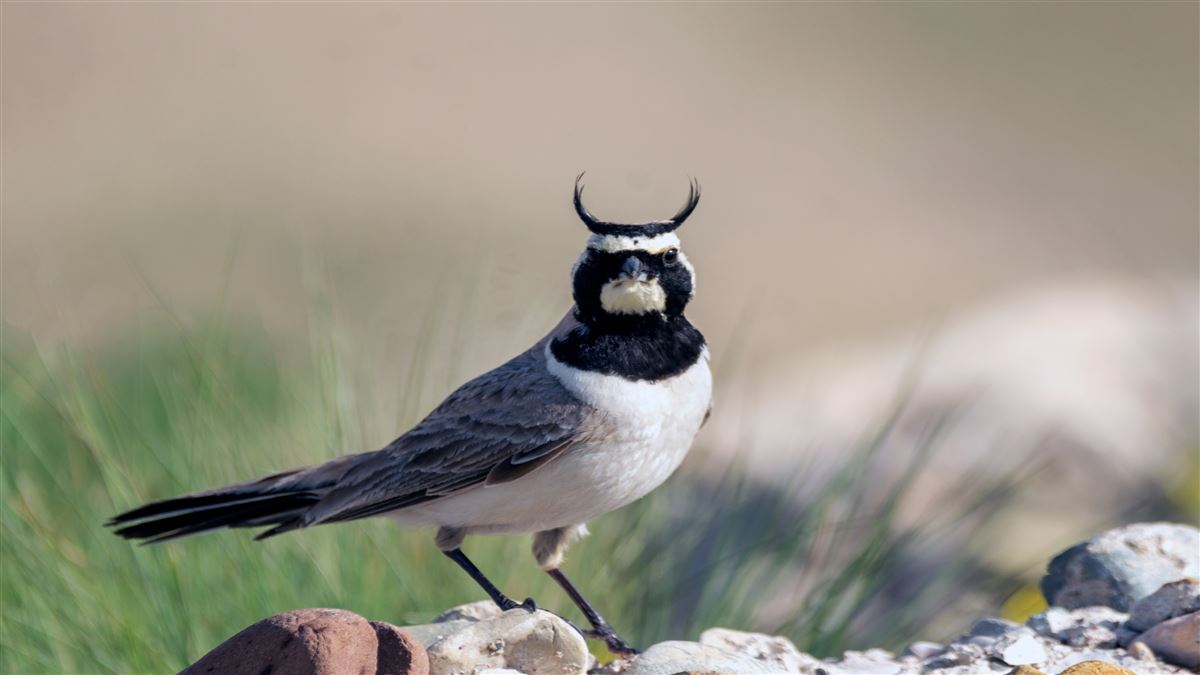 Horned Lark