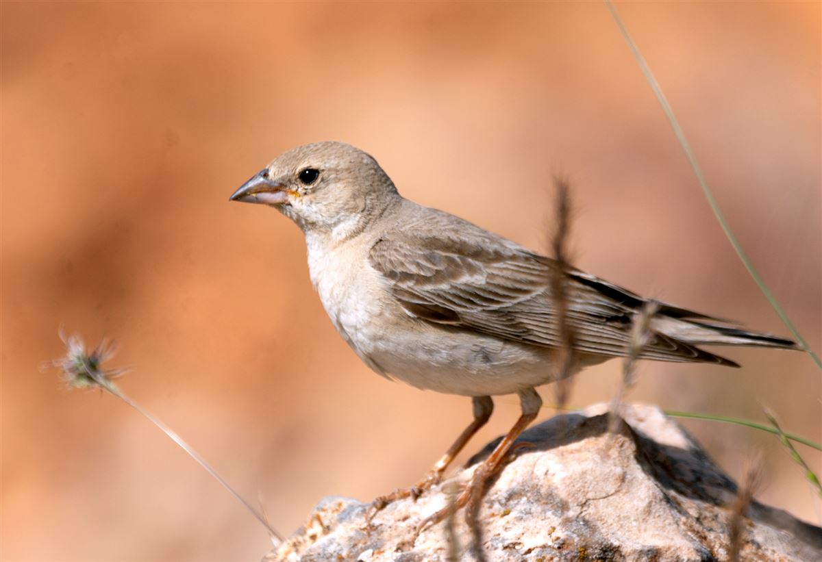 Pale Rockfinch