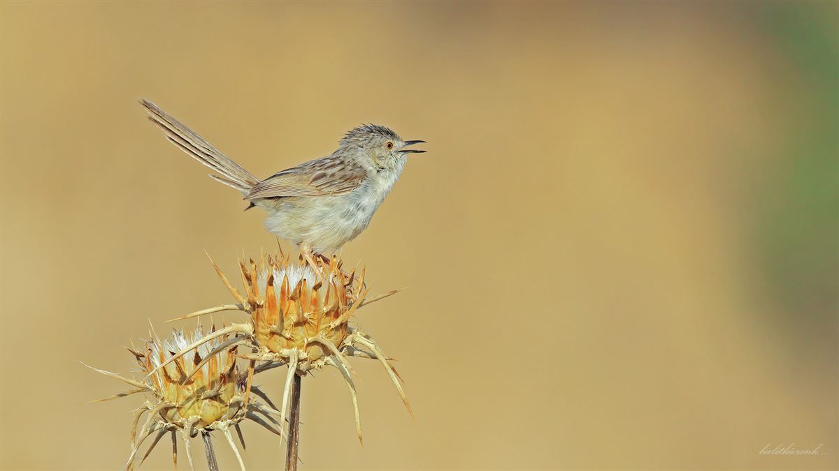 Delicate Prinia
