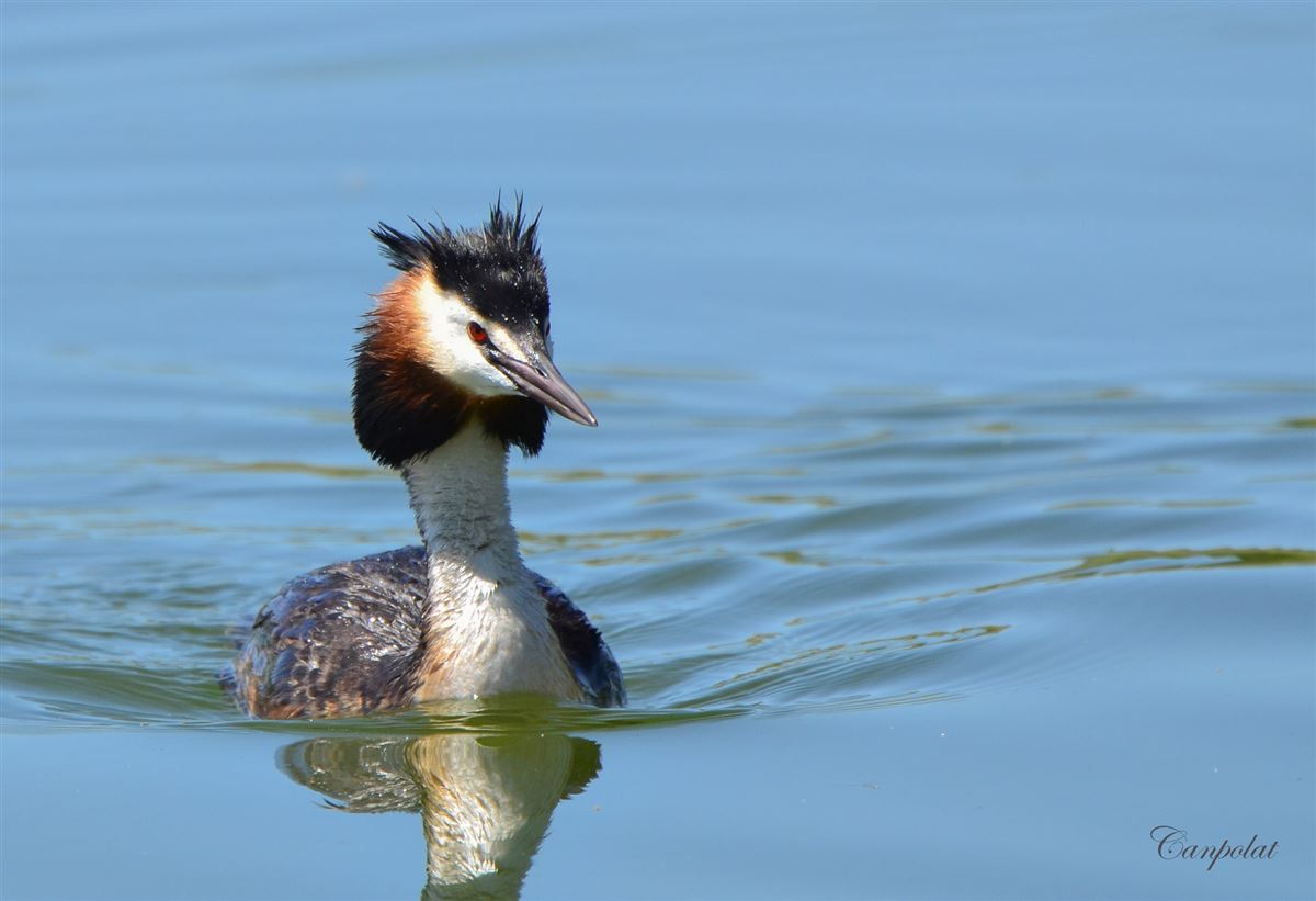 Great Crested Grebe