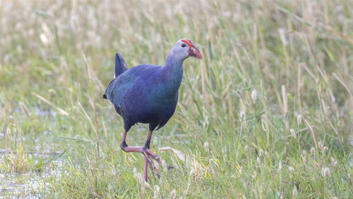 Grey-headed Swamphen