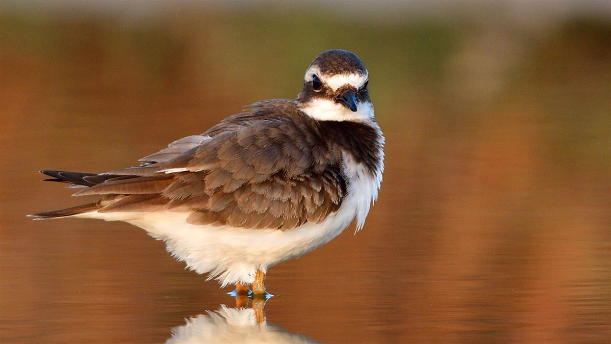 Common Ringed Plover