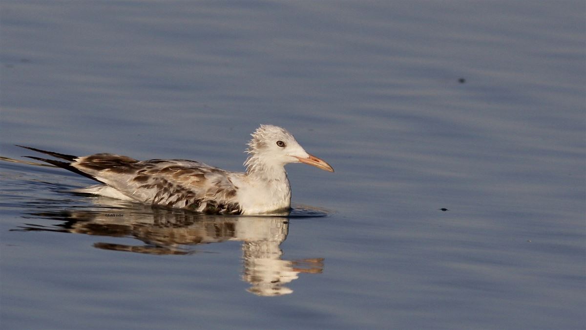 Slender-billed Gull
