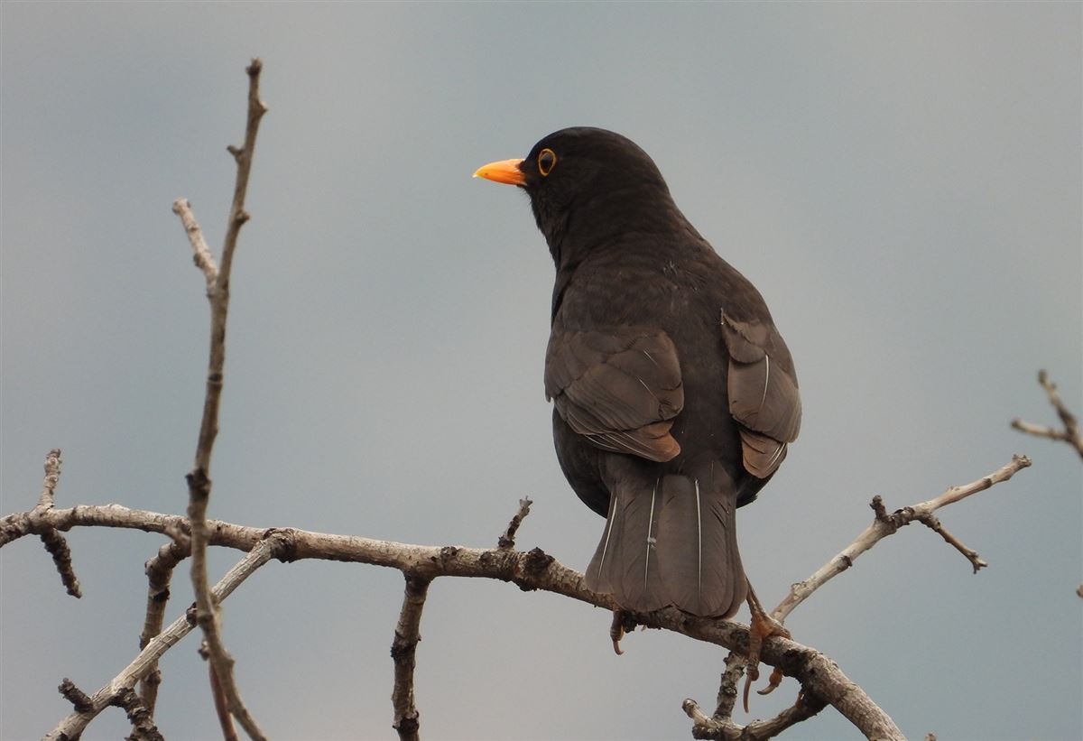 Common Blackbird