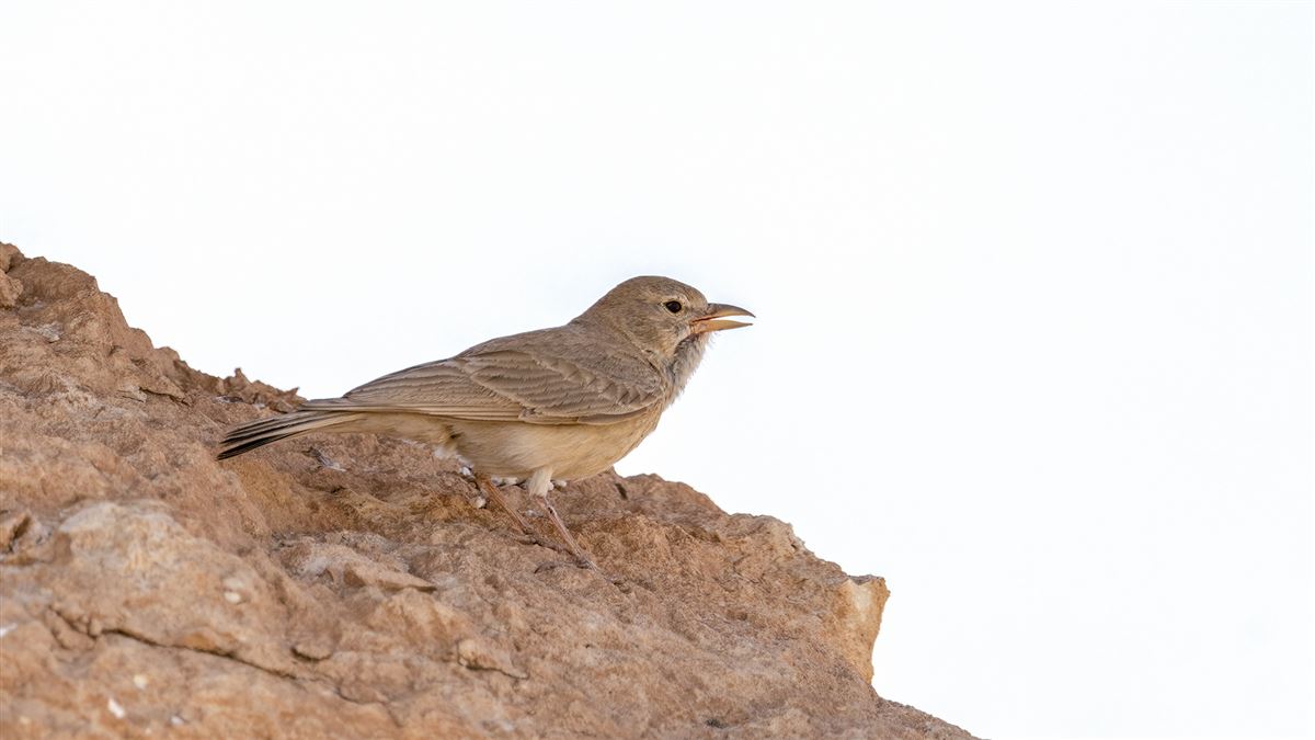 Desert Lark