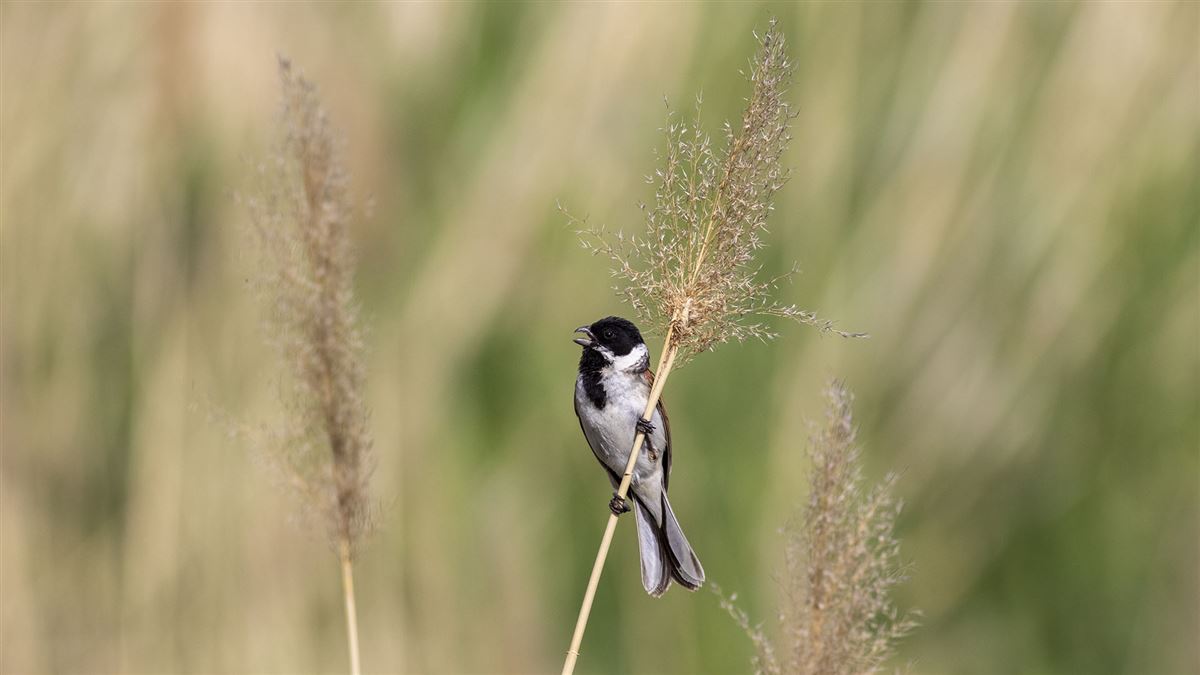 Common Reed Bunting
