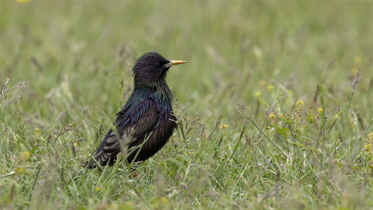 Common Starling