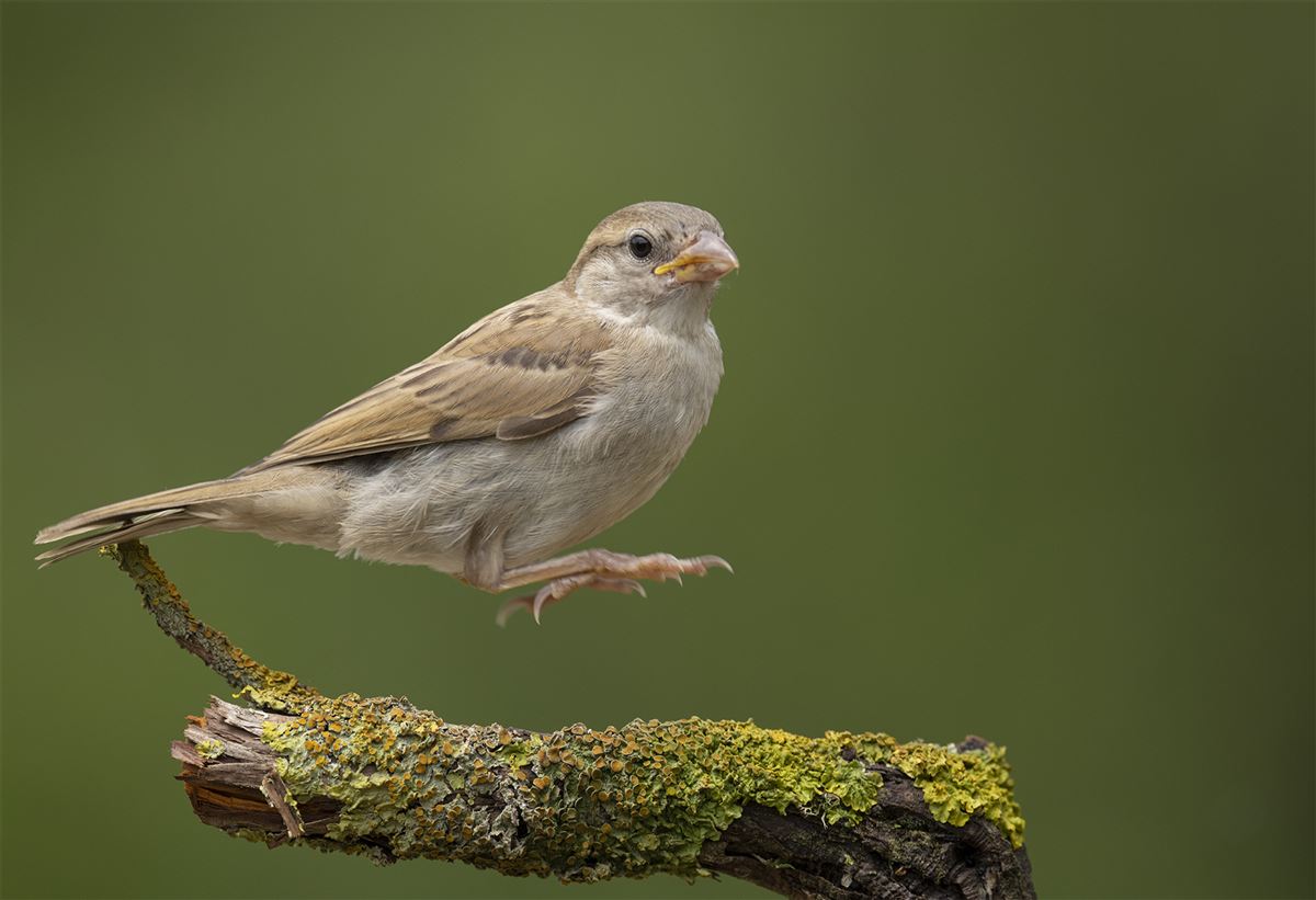House Sparrow