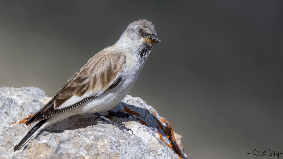 White-winged Snowfinch