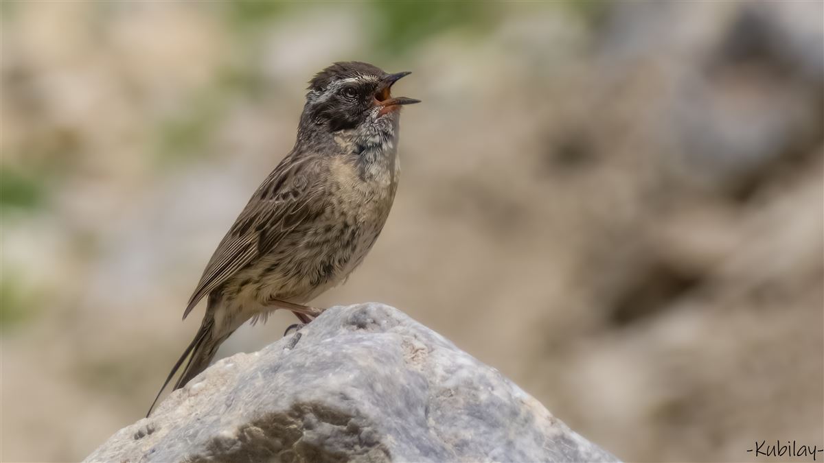 Radde`s Accentor