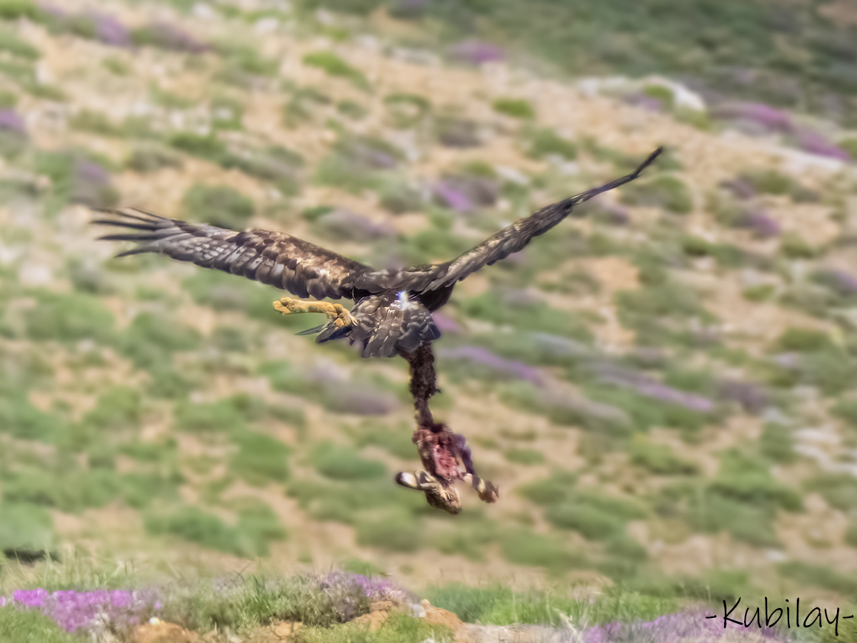 Golden Eagle