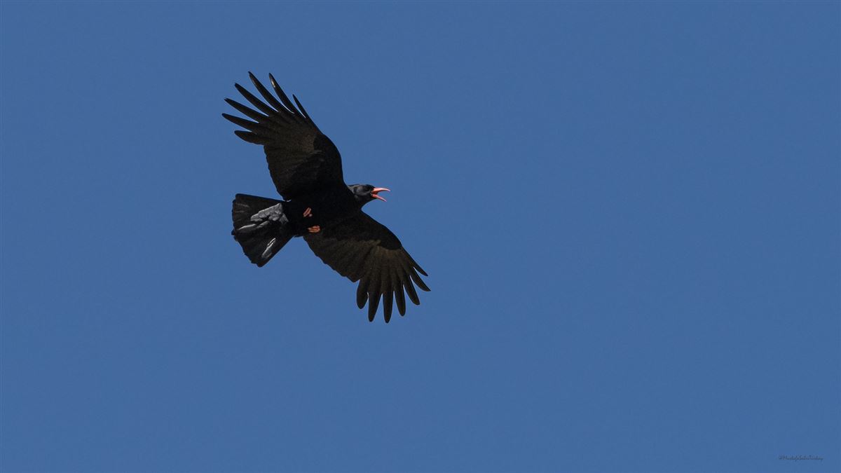 Red-billed Chough