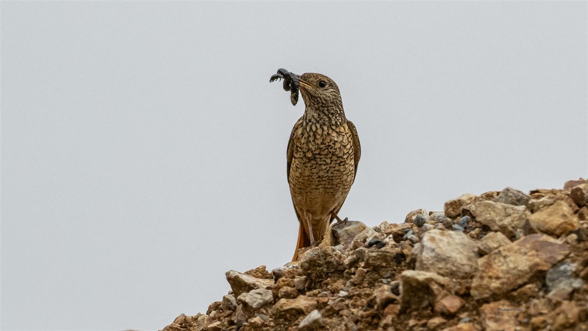 Common Rock Thrush