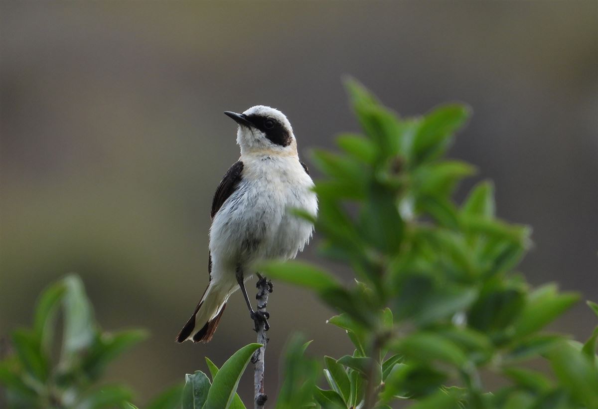 Black-eared Wheatear