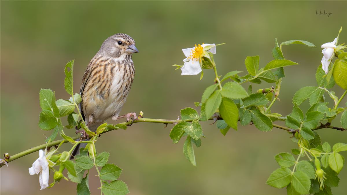 Common Linnet