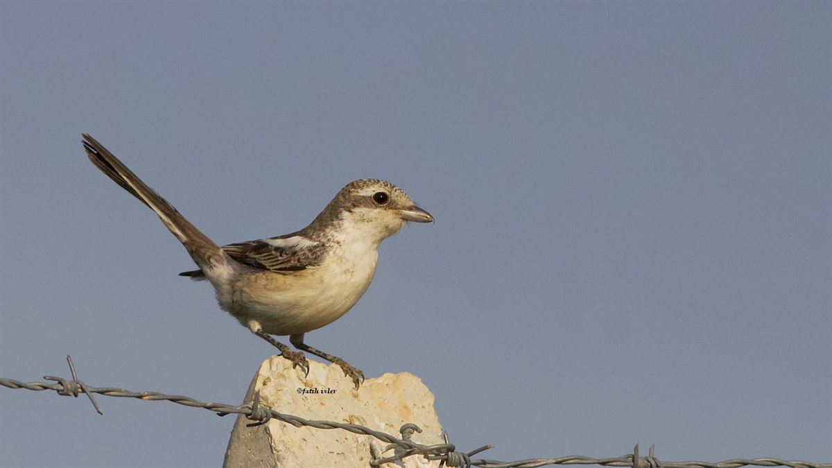 Masked Shrike