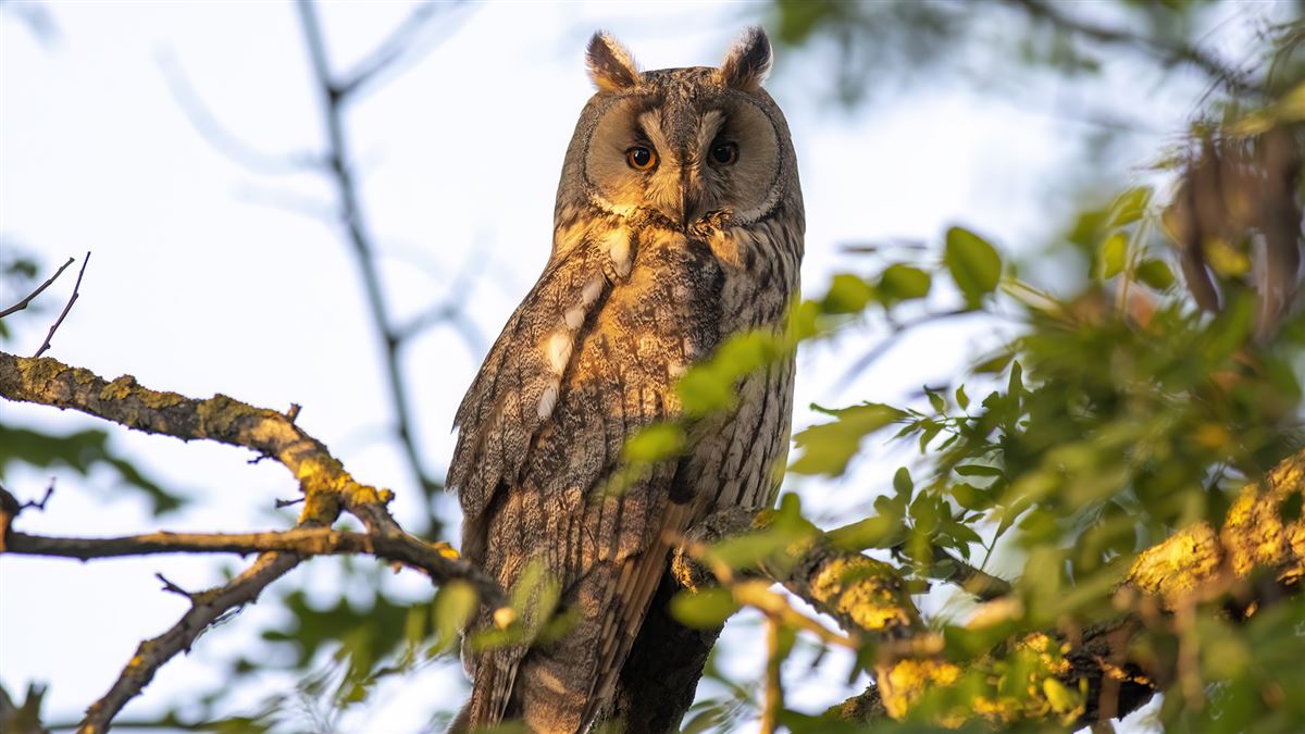 Long-eared Owl