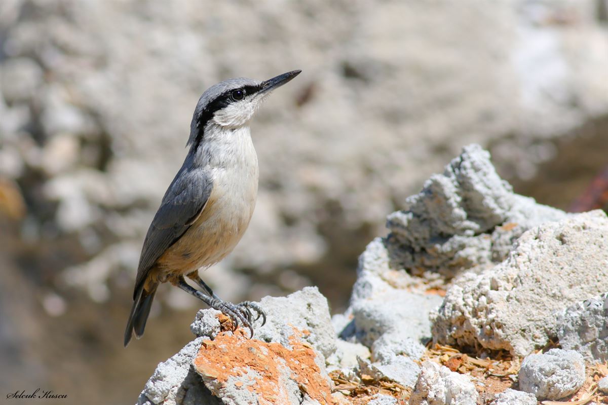 Western Rock Nuthatch