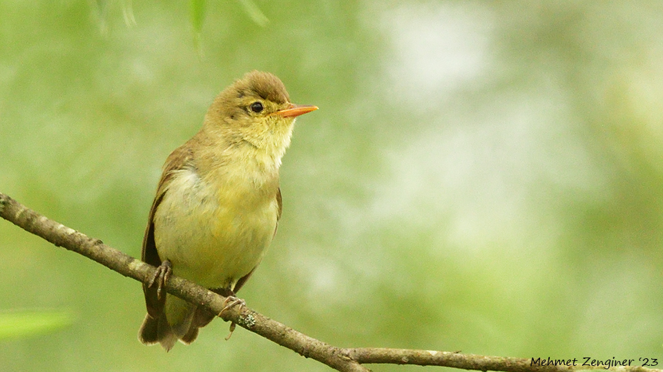 Icterine Warbler