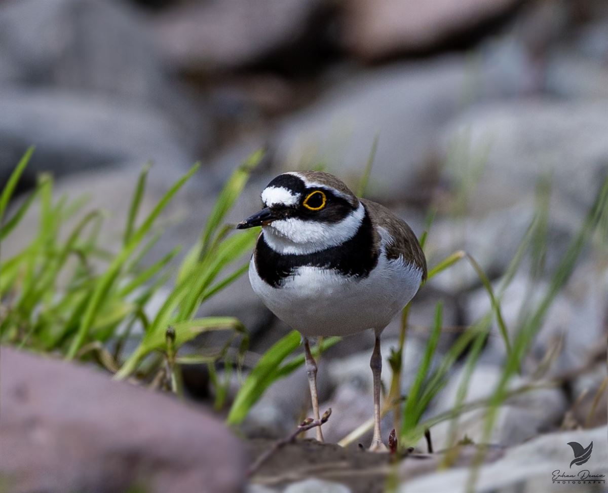 Little Ringed Plover