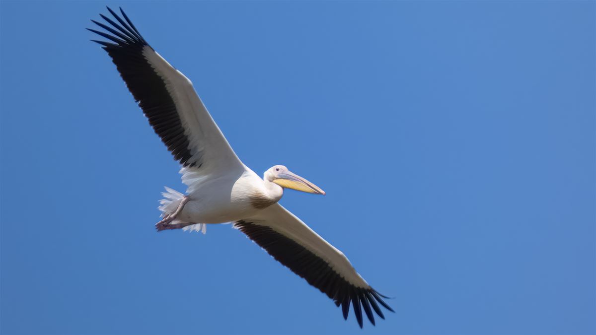 Great White Pelican