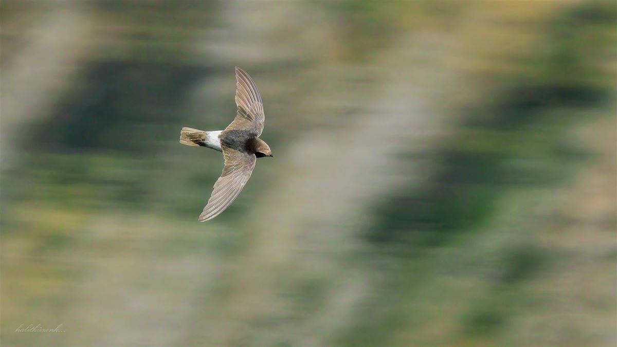 Little Swift