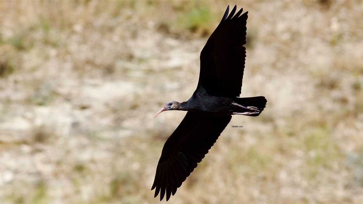 Northern Bald Ibis