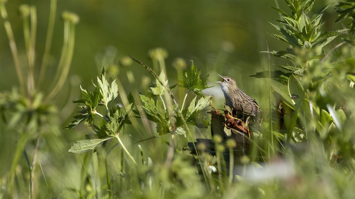 Common Grasshopper Warbler