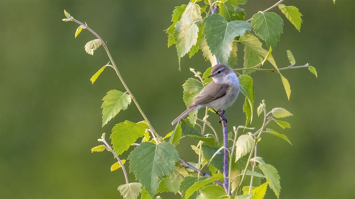 Mountain Chiffchaff
