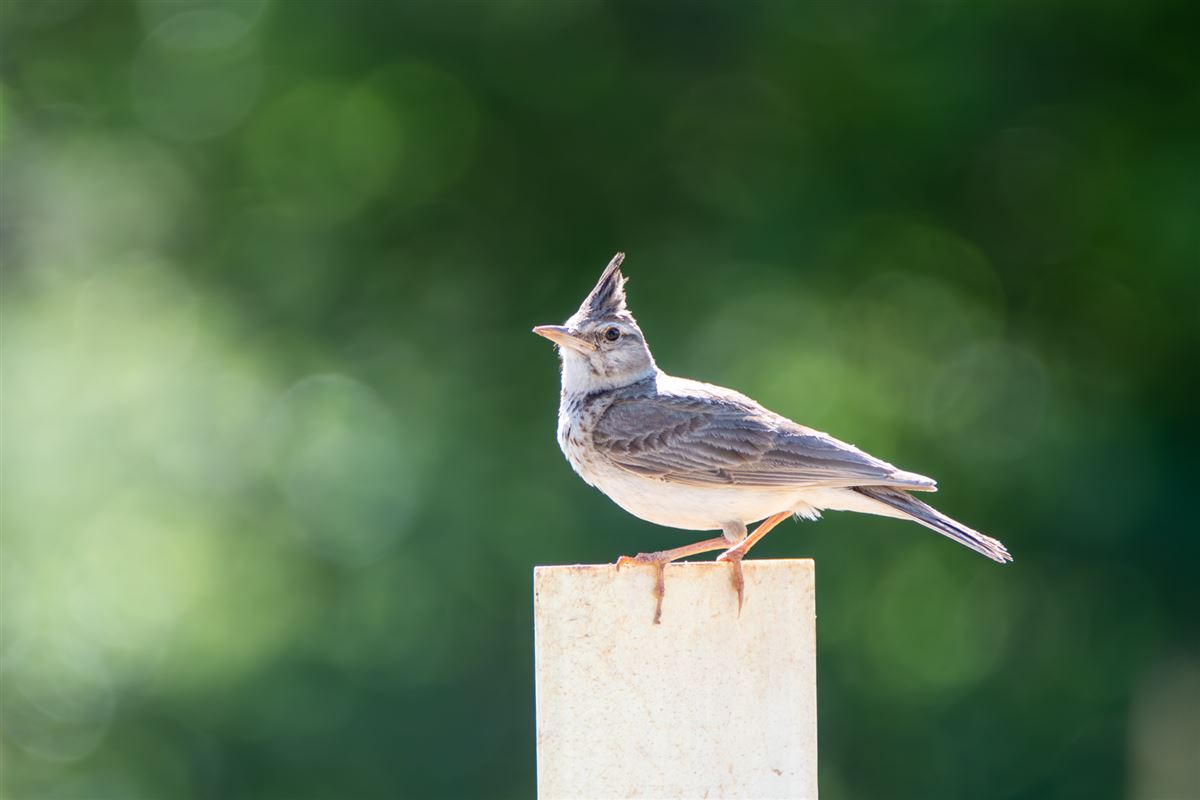 Crested Lark