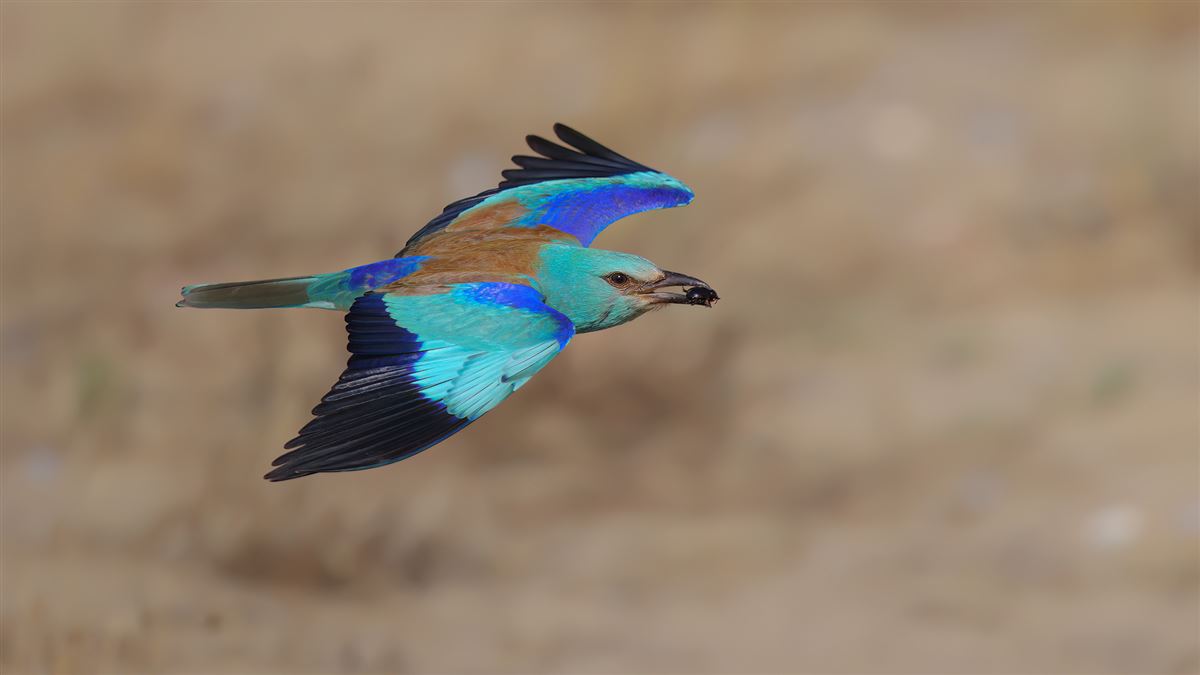 European Roller