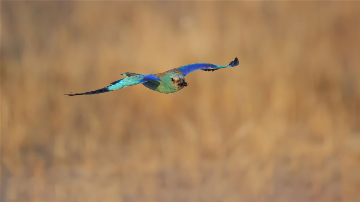 European Roller