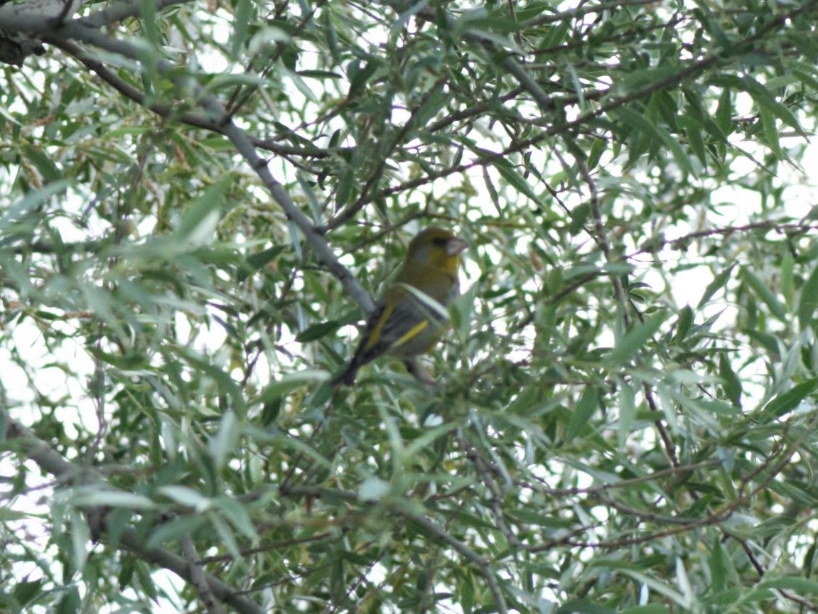 European Greenfinch